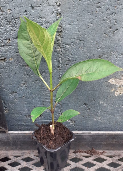 Dichroa Blue Sapphires evergreen hydrangea superb blue flowers summer and autumn Carousel 3