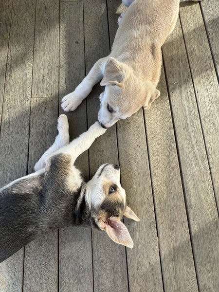 Teddy - PUPPY Pound Hounds Rescue Carousel 2