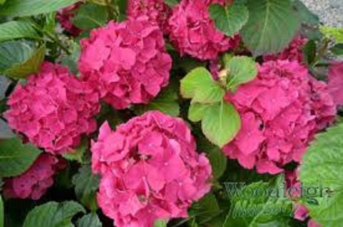 Hydrangea mixed x 10 Carousel 2