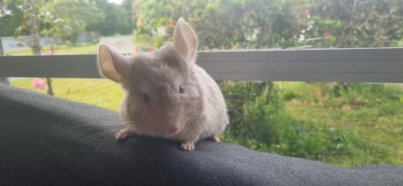 "Homo Beige" Male Chinchilla 3Months Old Carousel 1