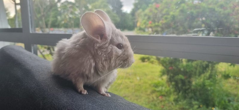 "Homo Beige" Male Chinchilla 3Months Old Carousel 2