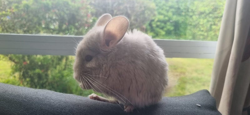 "Homo Beige" Male Chinchilla 3Months Old Carousel 4