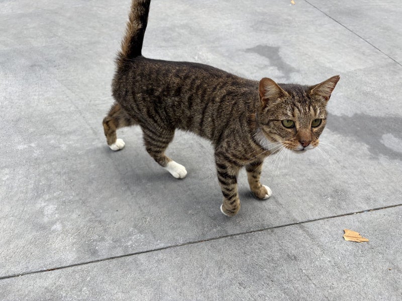 Found Cat in Area Carousel 1