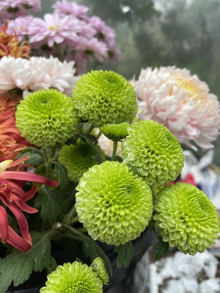 Chrysanthemum Green Pompom Carousel 1