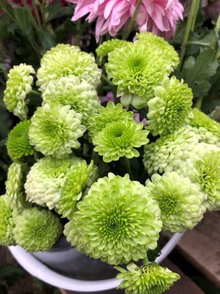 Chrysanthemum Green Pompom Carousel 2