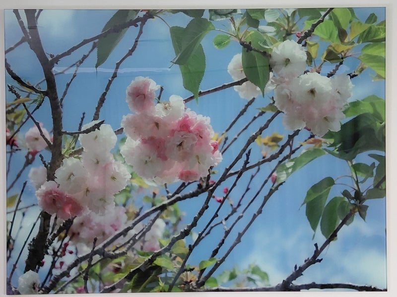 Art - Cherry Blossoms printed on Glass Carousel 1