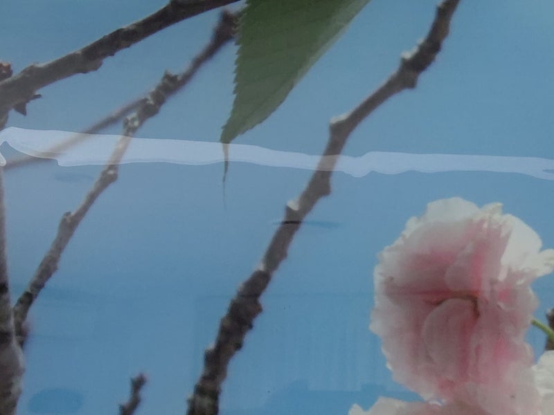 Art - Cherry Blossoms printed on Glass Carousel 4