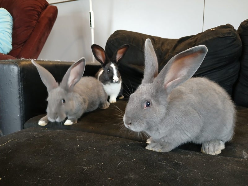 Flemish Giant babies Carousel 2