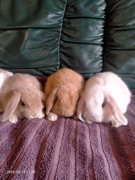 Minilop kits Carousel 1