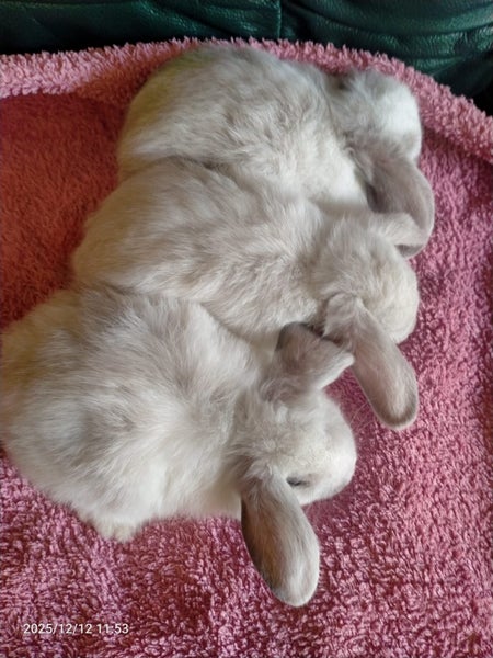 Minilop kits Carousel 5