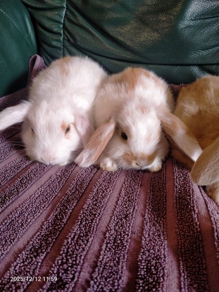 Minilop kits Carousel 2