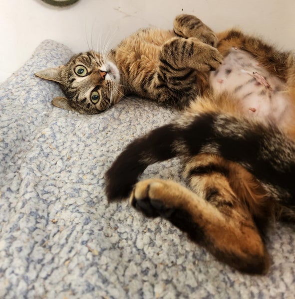 DAISY AVAILABLE TO ADOPT - PET WHISPERER RESCUE Carousel 2