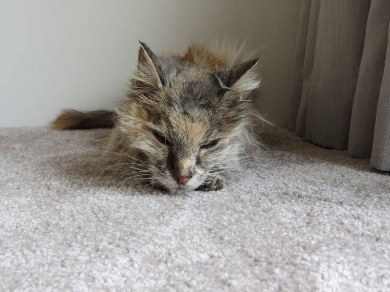 FOUND CAT - 18 Years long hair grey/brown Carousel 3