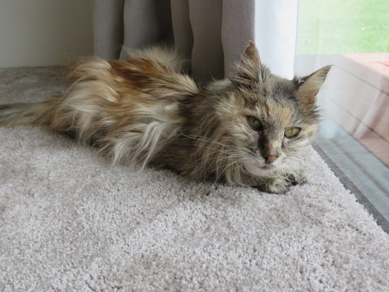 FOUND CAT - 18 Years long hair grey/brown Carousel 2