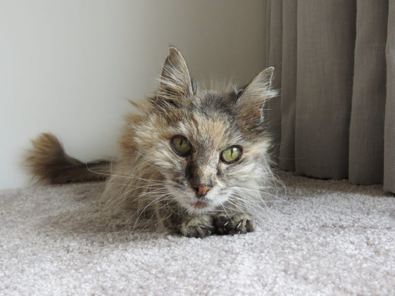 FOUND CAT - 18 Years long hair grey/brown Carousel 1