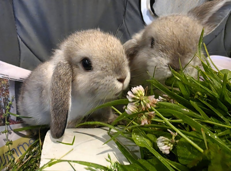 Cute purebred pedigree baby mini lop bunny rabbit Carousel 1