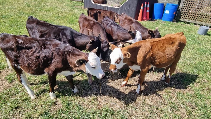 Weaner Calves.64705368754563110