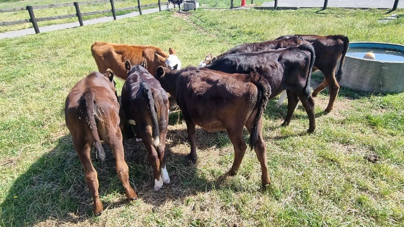 Weaner Calves.64705368754563111