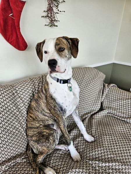 Jade (Ellie's Canine Rescue & Rehome) Carousel 2