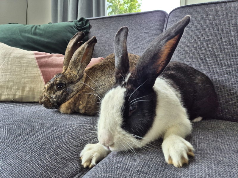 Friendly bonded pair Flemish Carousel 1