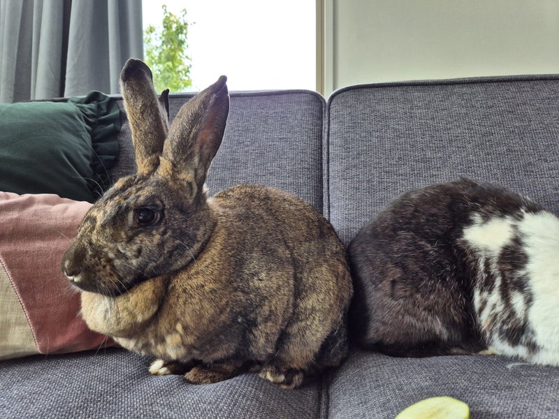 Friendly bonded pair Flemish Carousel 6