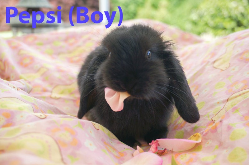 Pure Bred Baby Mini Lop Bunnies Carousel 2