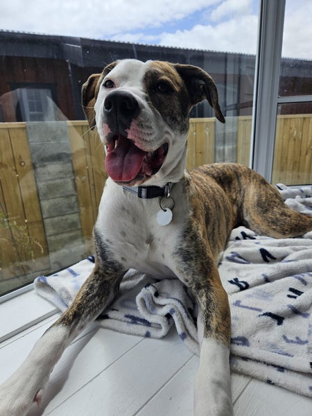 Jade (Ellie's Canine Rescue & Rehome) Carousel 1