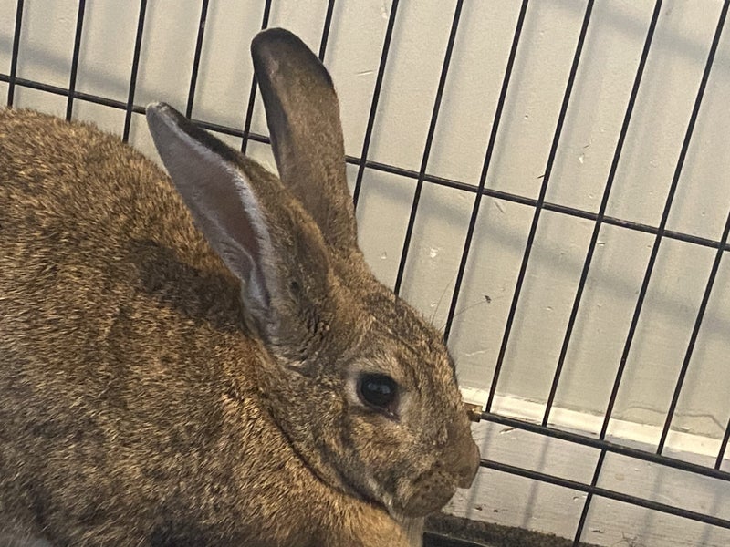 Gentle Rabbit for Sale! Carousel 2