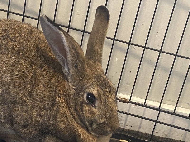 Gentle Rabbit for Sale! Carousel 1