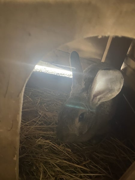 Gentle Rabbit for Sale! Carousel 6