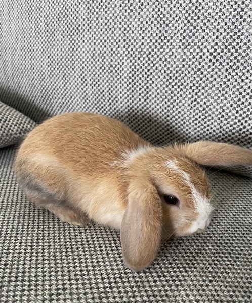 Mini Lop Bunnies Carousel 1
