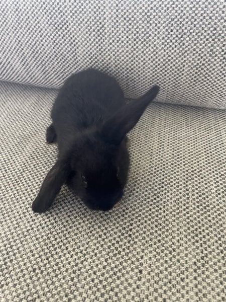 Mini Lop Bunnies Carousel 4