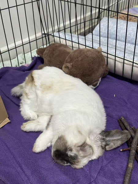 Monty - Happy Rescue Carousel 3