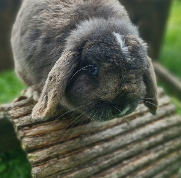 Minilop bunnies Carousel 9