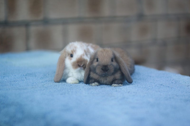 very cute Pure Bred mini Lops Carousel 1