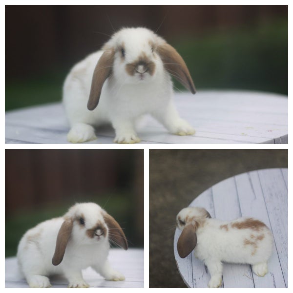 very cute Pure Bred mini Lops Carousel 2
