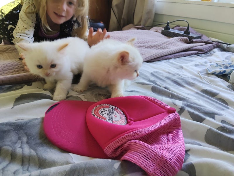 Ragdoll Flame Point Kittens Carousel 2