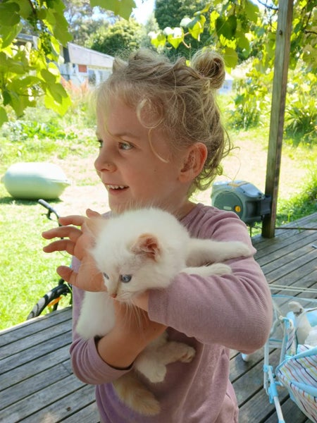 Ragdoll Flame Point Kittens Carousel 1