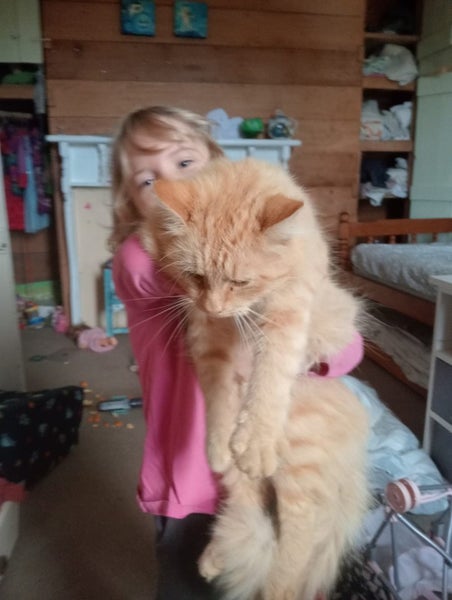 Ragdoll Flame Point Kittens Carousel 13