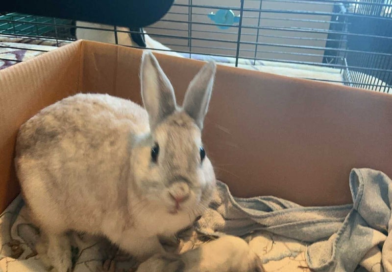 minilop x jersey woolly x Netherland dwarf babies Carousel 2