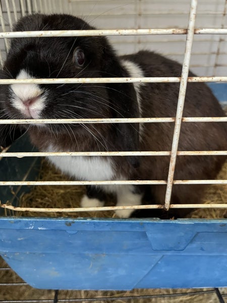 minilop x jersey woolly x Netherland dwarf babies Carousel 3