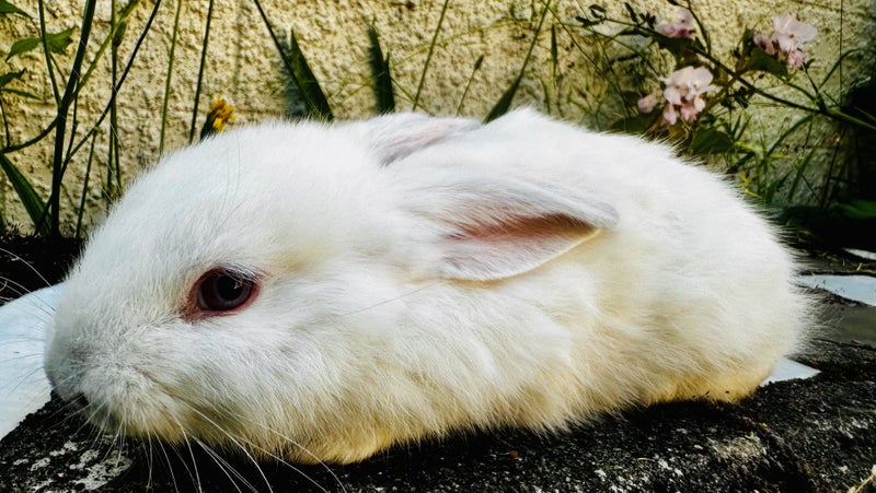 Adorable Mini Lop Rabbits Carousel 1