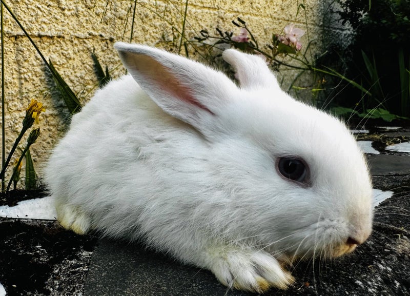 Adorable Mini Lop Rabbits Carousel 2
