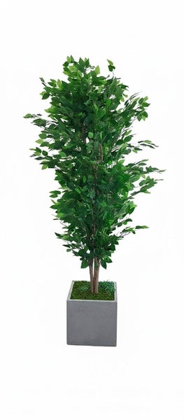 Artificial Ficus Tree H180cm with Square Planter *35% OFF Carousel 1