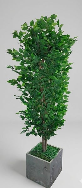 Artificial Ficus Tree H180cm with Square Planter *35% OFF Carousel 2