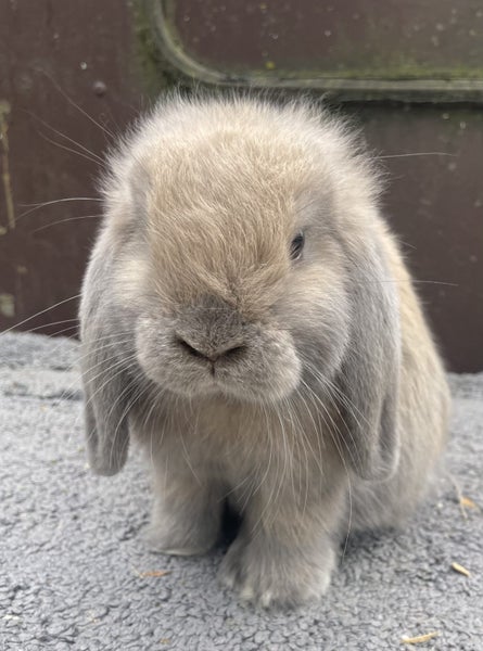 Minature Lop Buck Carousel 2