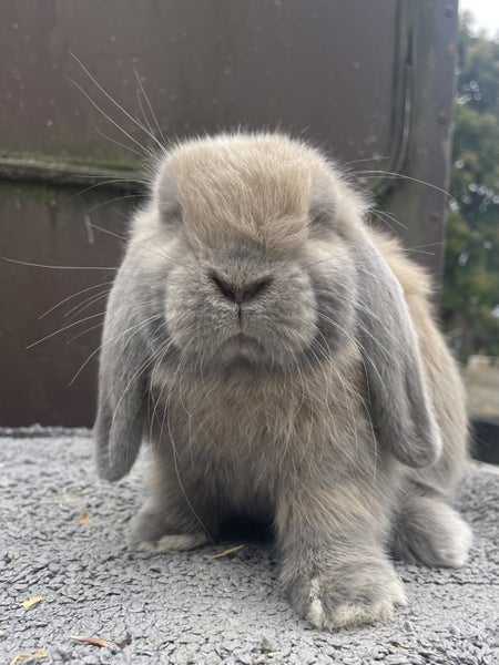 Minature Lop Buck Carousel 1