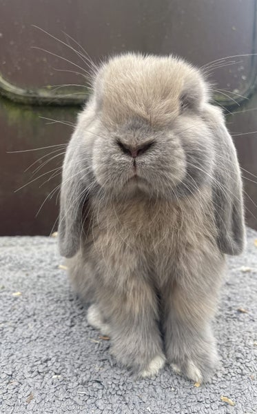 Minature Lop Buck Carousel 3