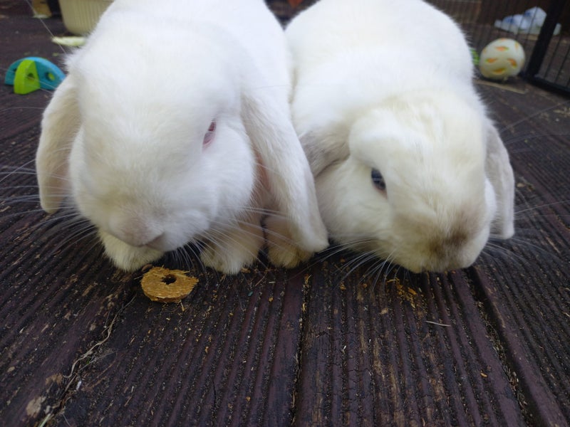 White lop male rabbit Carousel 1