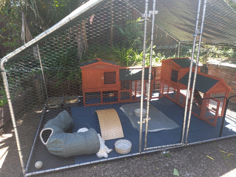 White lop male rabbit Carousel 3